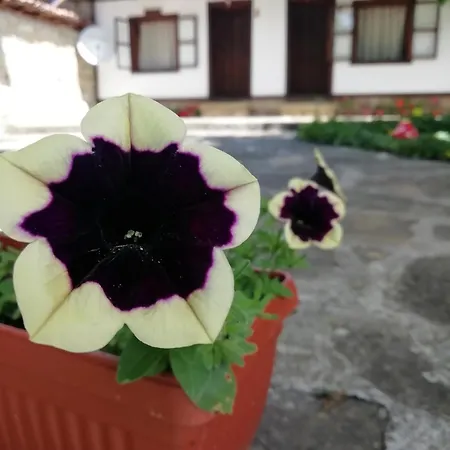Guest house фильовата къща