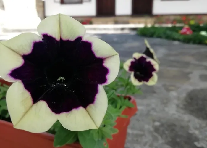 Affittacamere фильовата къща